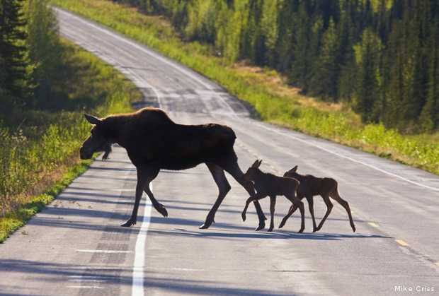 Laukiniai gyvūnai keliuose: kelionės saugumą lemia ir vairuotojų veiksmai